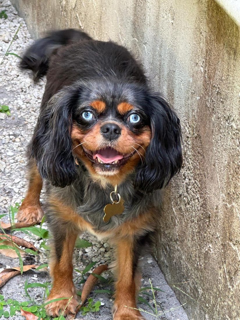 Dogs at The Caring Paws