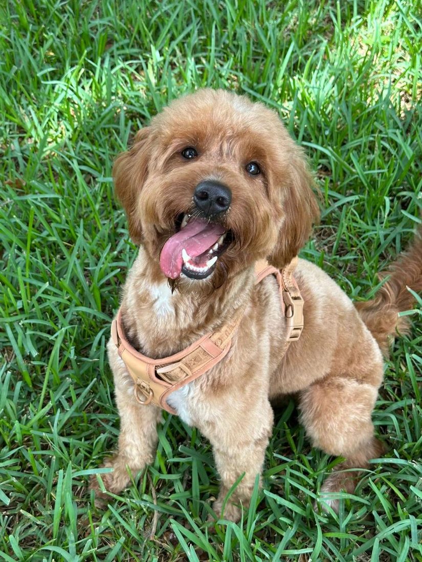 Dogs at The Caring Paws