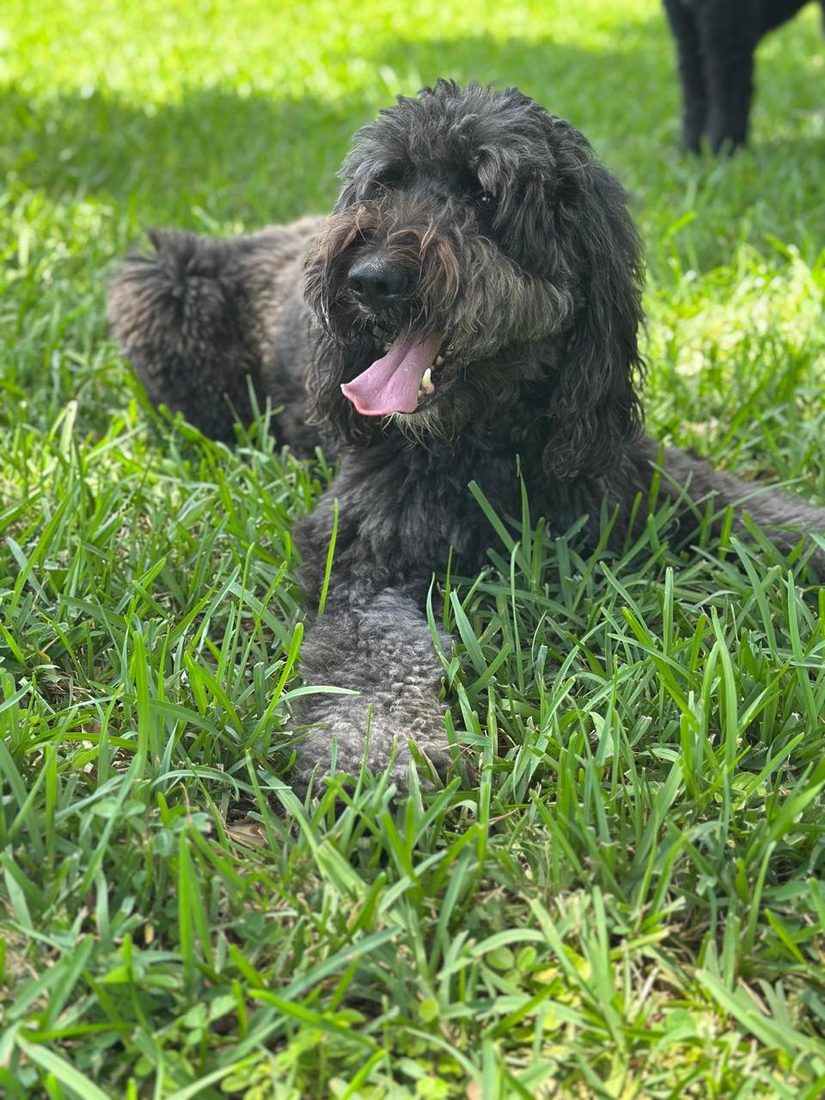 Dogs at The Caring Paws