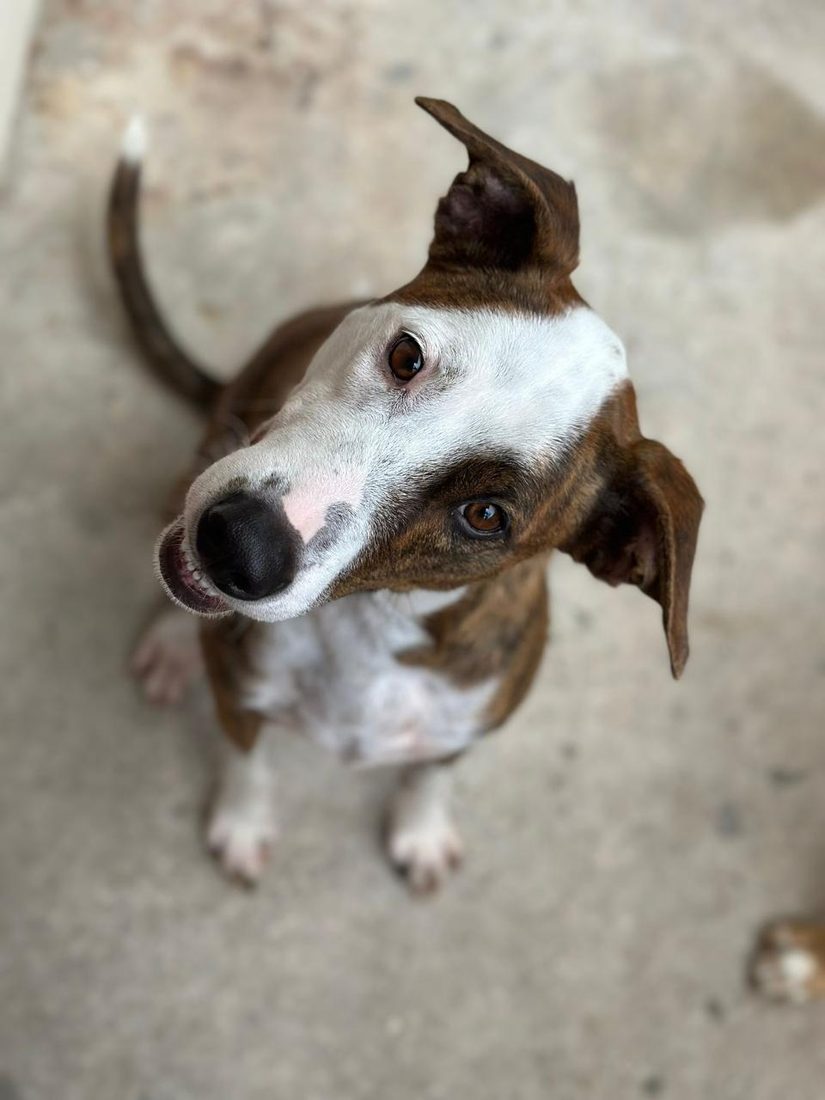 Dogs at The Caring Paws