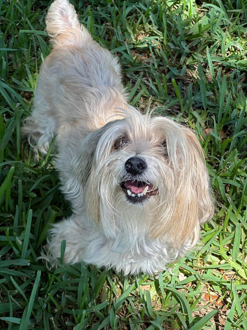 Dogs at The Caring Paws