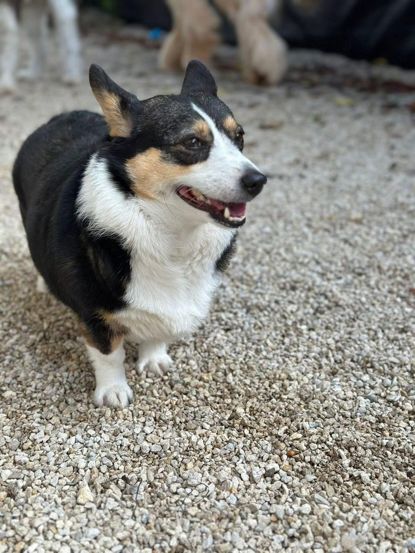 Dogs at The Caring Paws