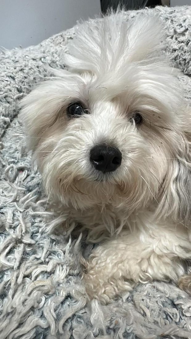 Dogs at The Caring Paws