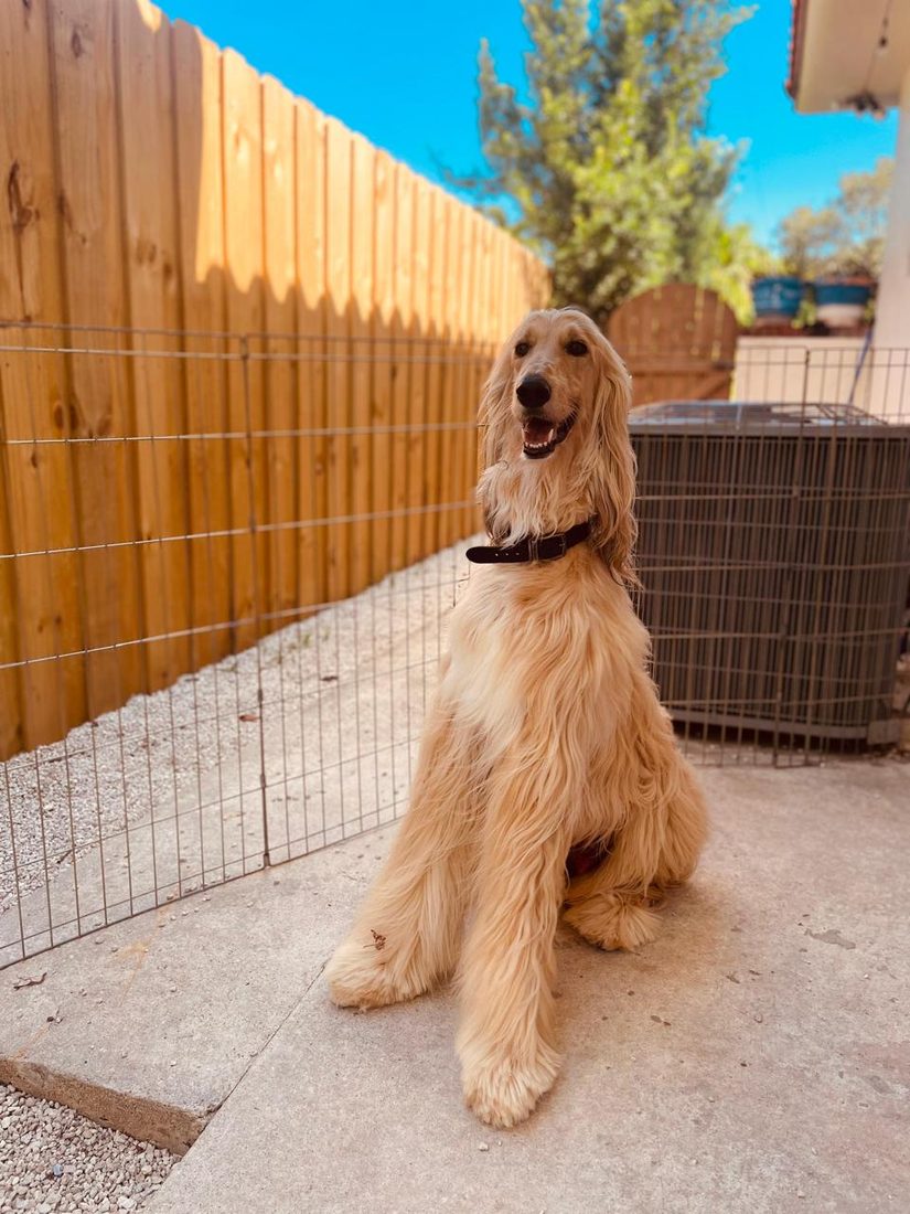 Dogs at The Caring Paws