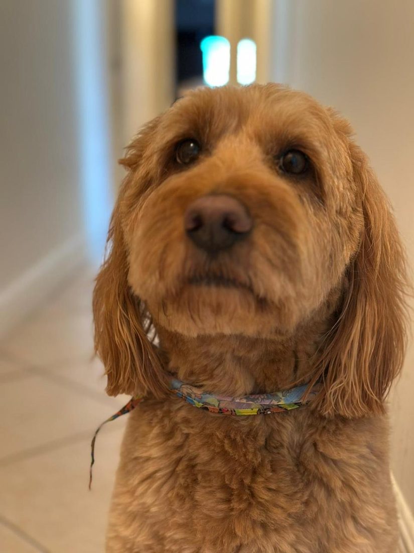Dogs at The Caring Paws