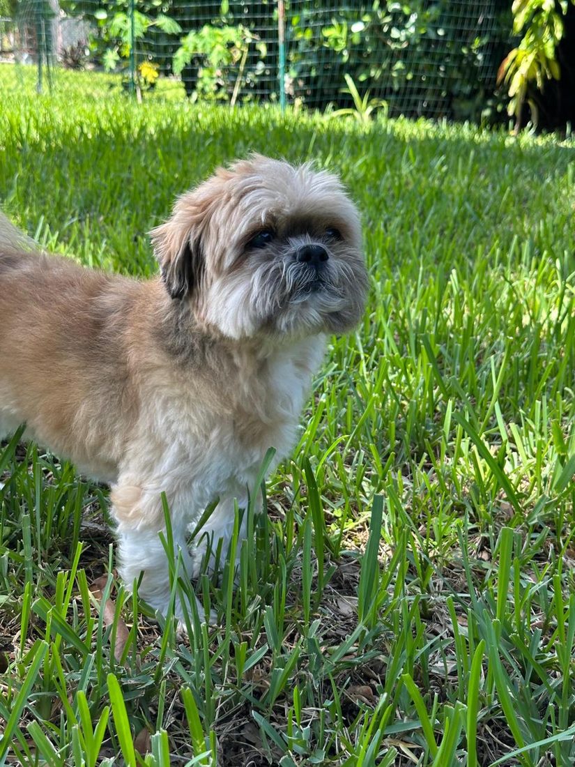 Dogs at The Caring Paws