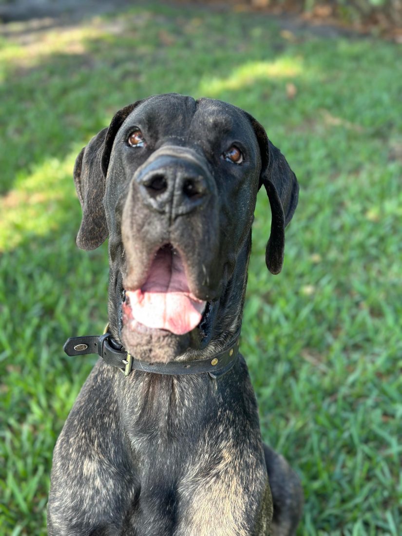 Dogs at The Caring Paws