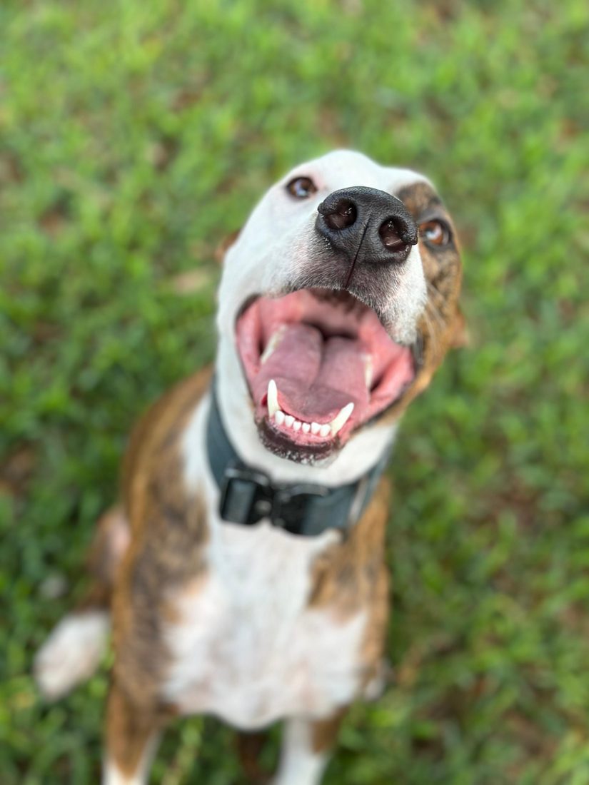 Dogs at The Caring Paws
