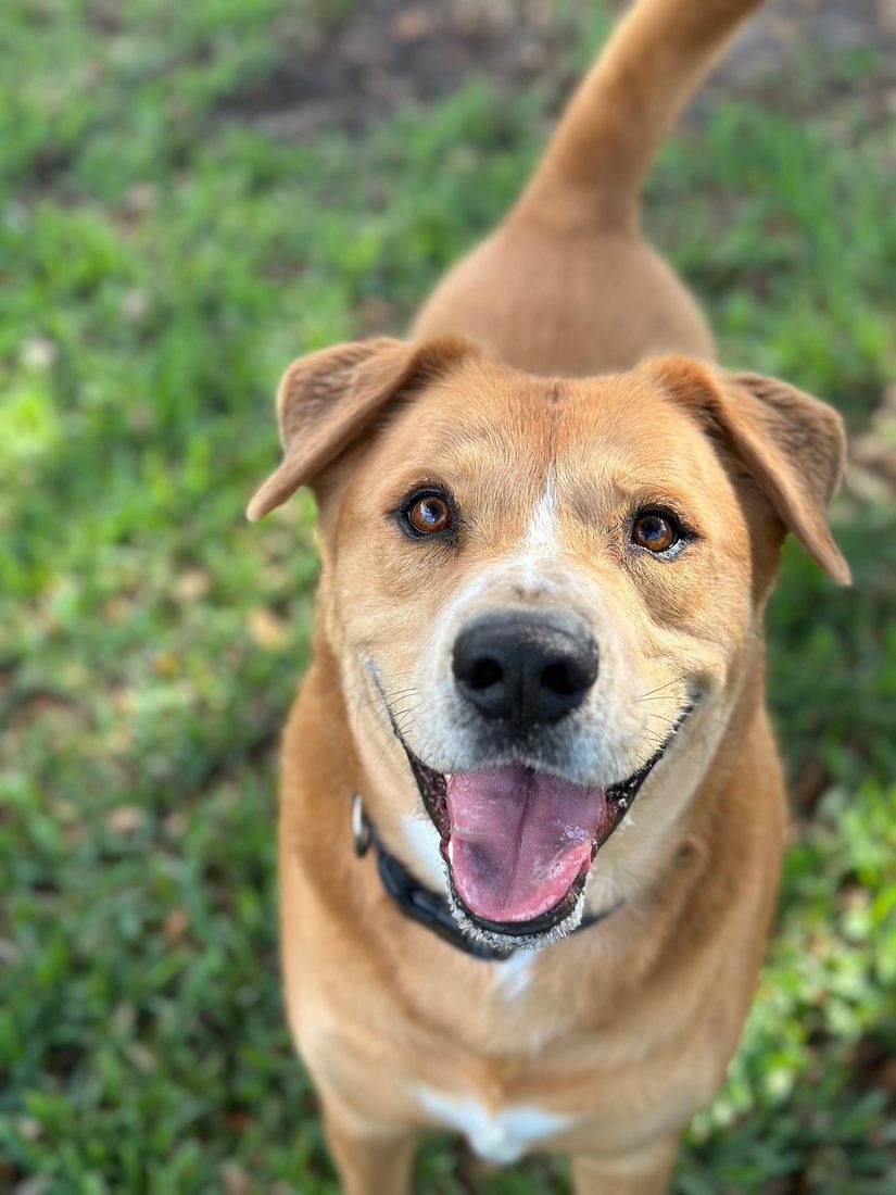 Dogs at The Caring Paws