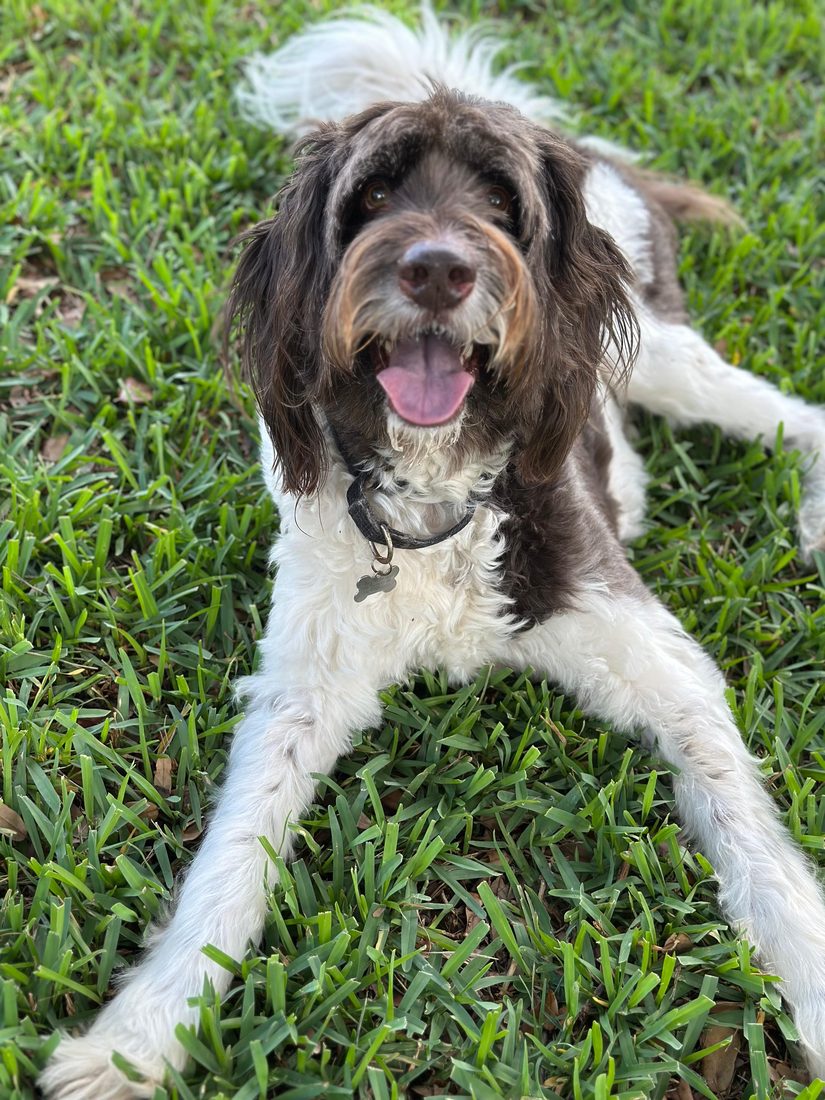 Dogs at The Caring Paws