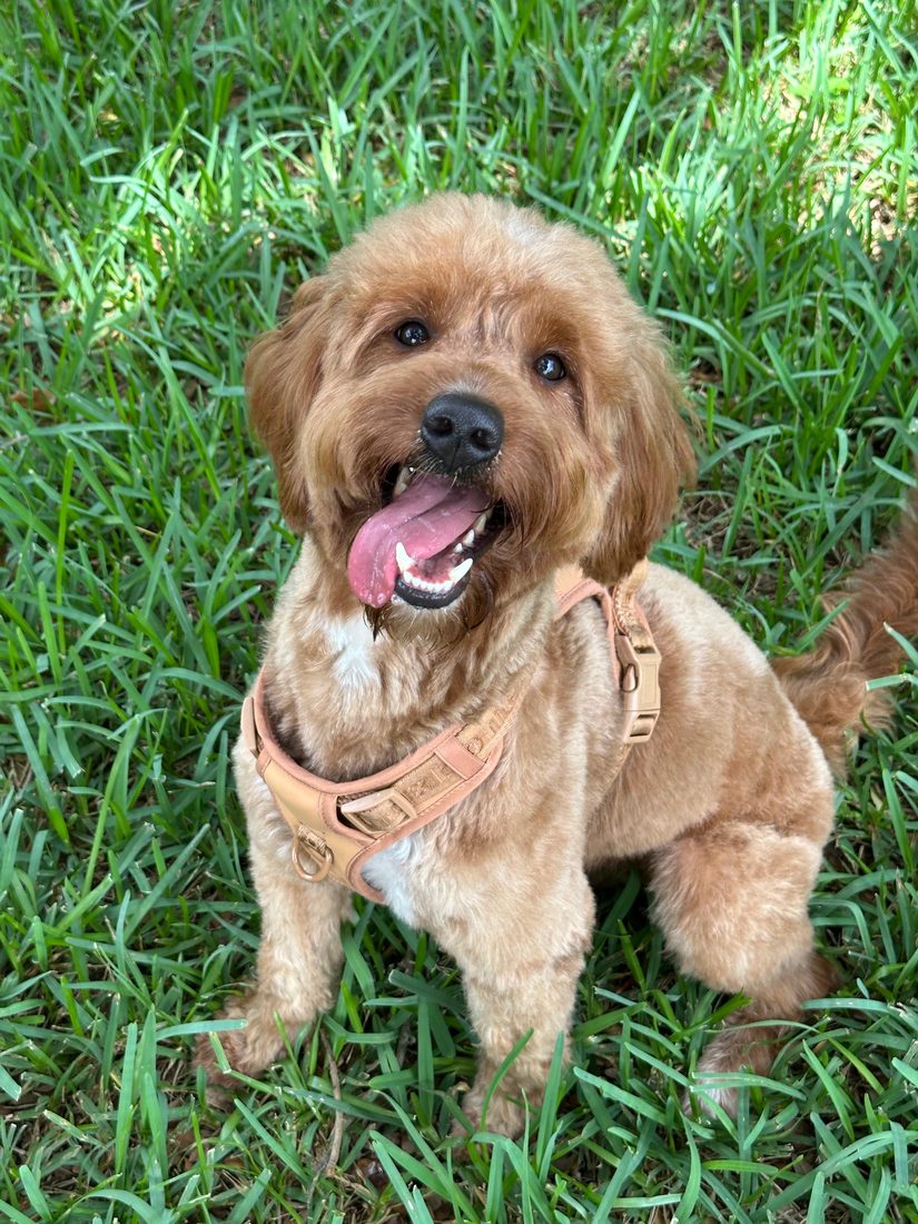 Dogs at The Caring Paws