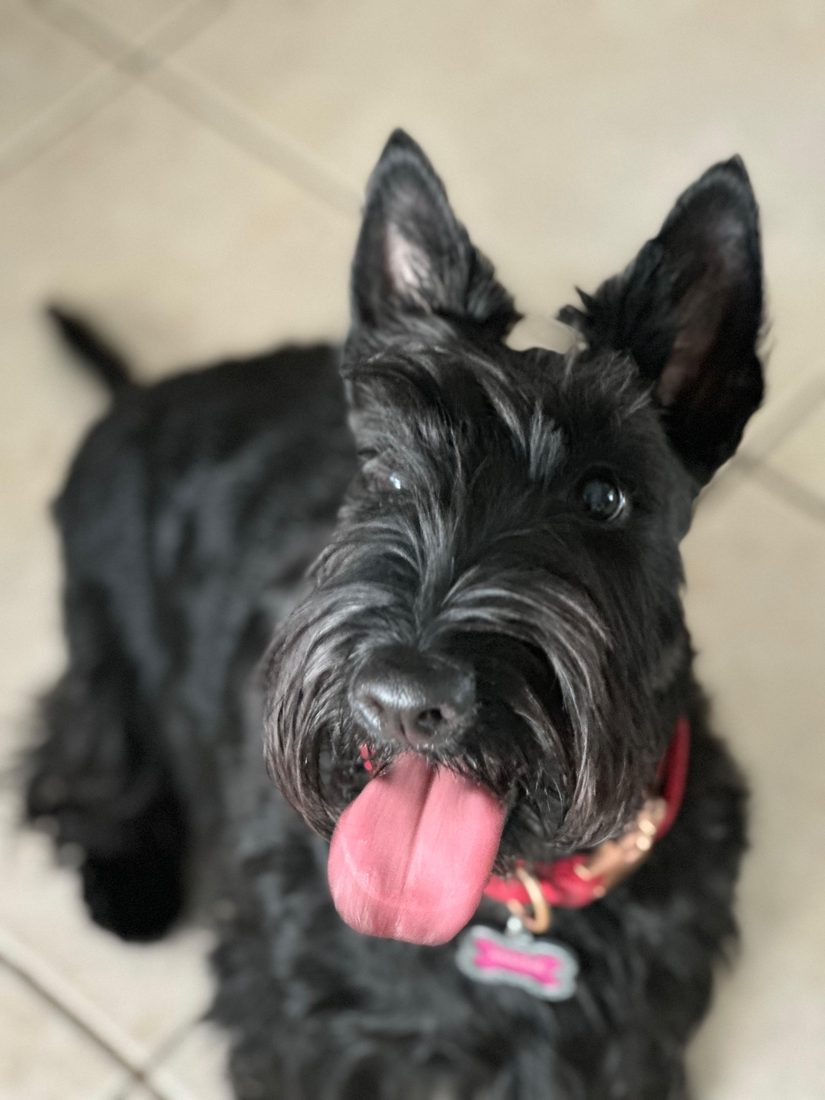 Dogs at The Caring Paws