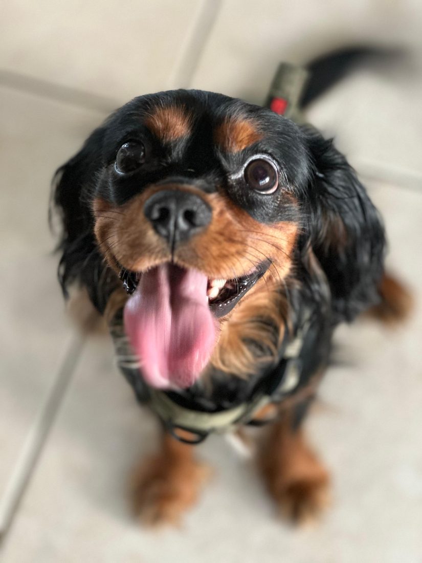 Dogs at The Caring Paws
