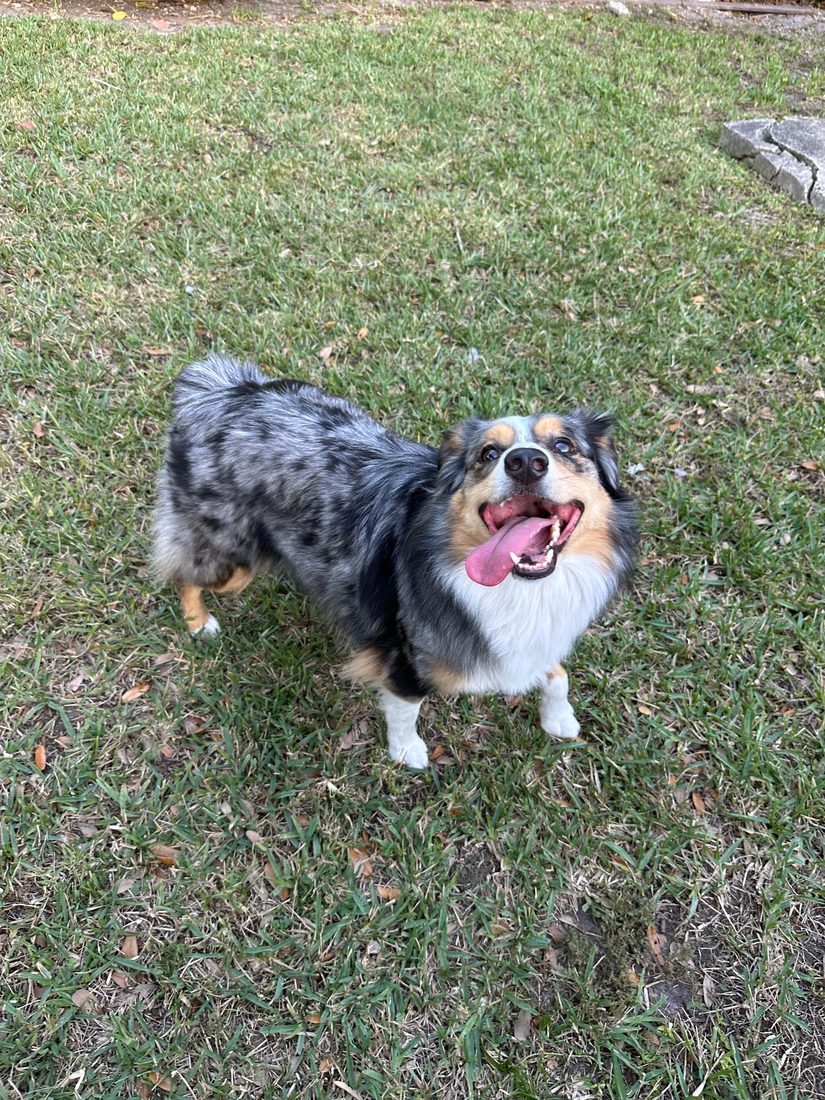 Dogs at The Caring Paws