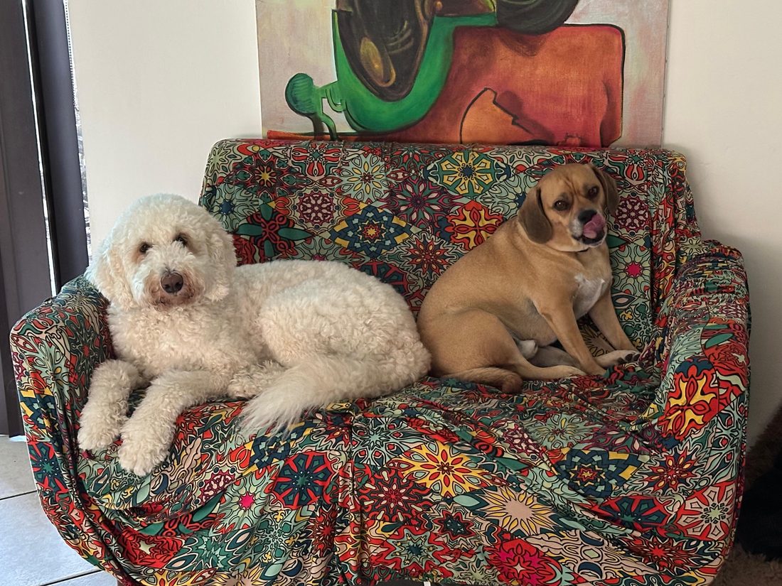 Dogs at The Caring Paws