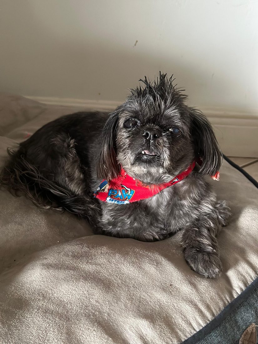 Dogs at The Caring Paws
