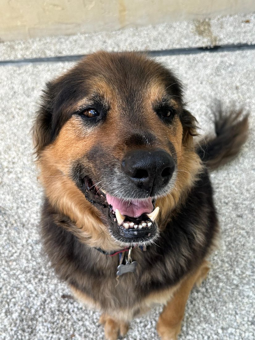 Dogs at The Caring Paws