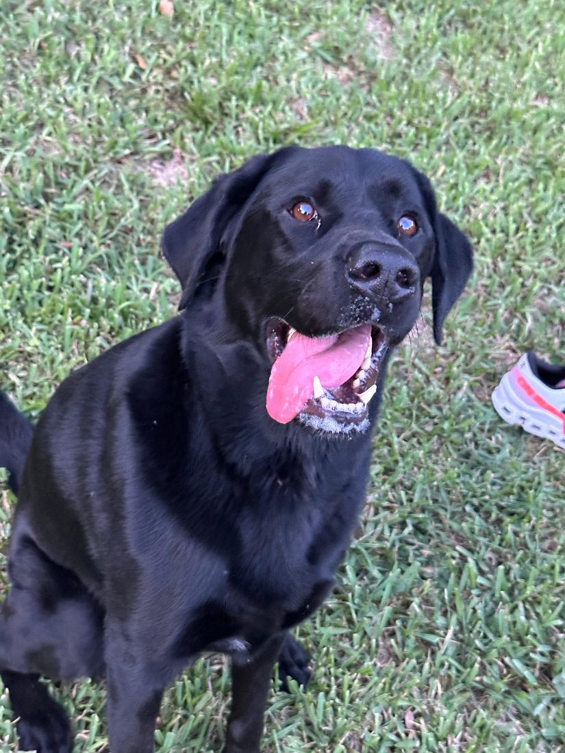 Dogs at The Caring Paws