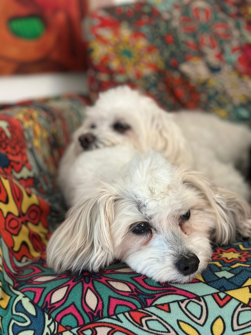 Dogs at The Caring Paws