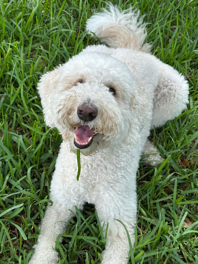 Dogs at The Caring Paws