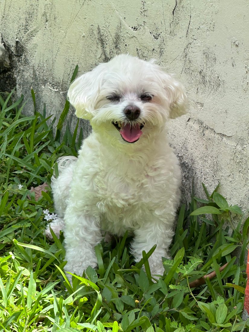 Dogs at The Caring Paws