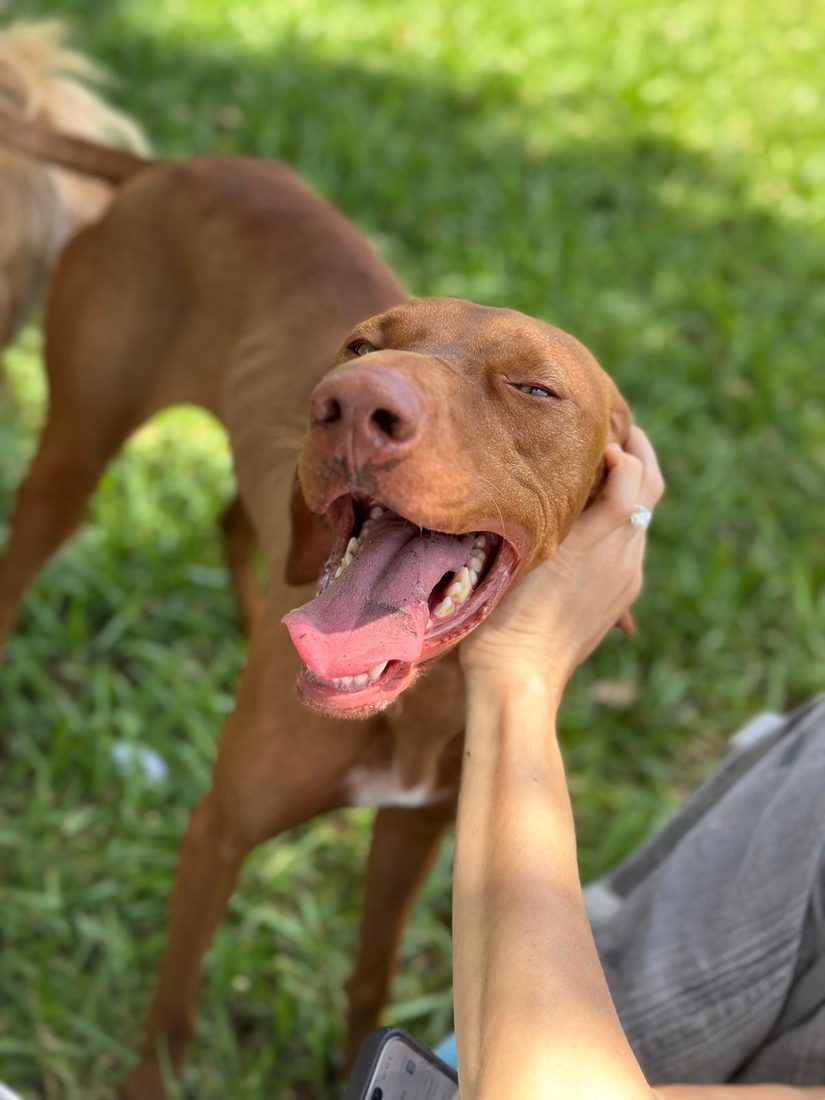 Dogs at The Caring Paws