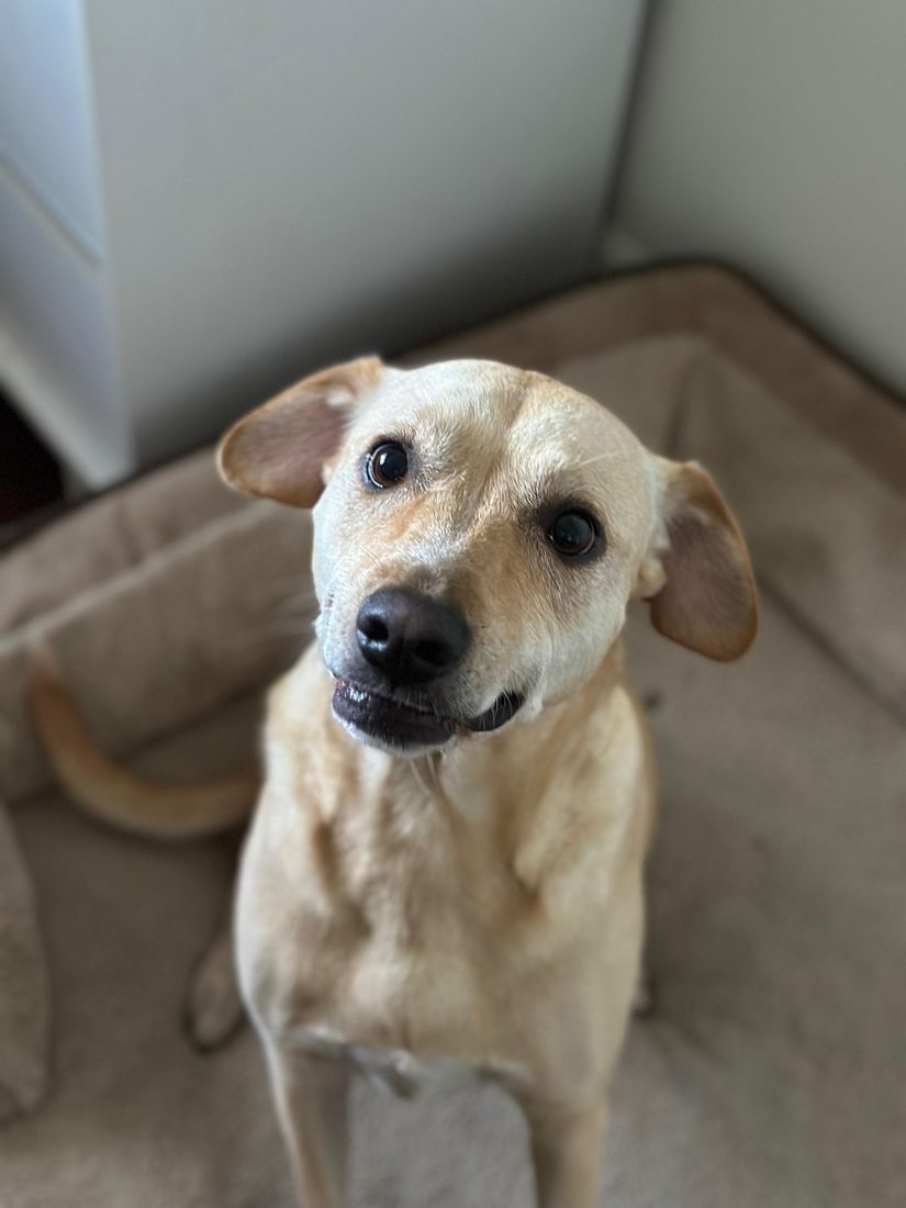 Dogs at The Caring Paws