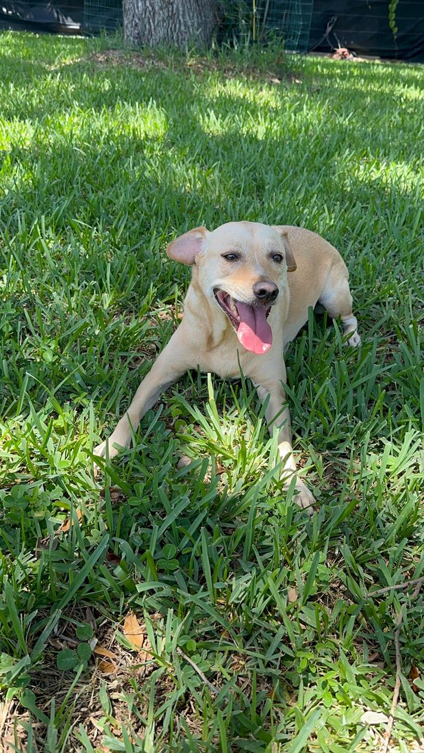Dogs at The Caring Paws