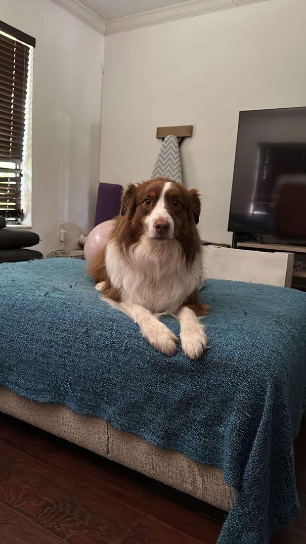 Dogs at The Caring Paws