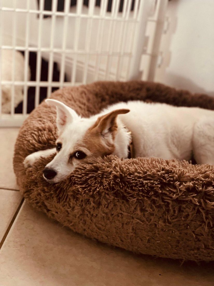 Dogs at The Caring Paws
