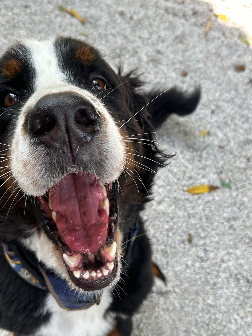 Dogs at The Caring Paws