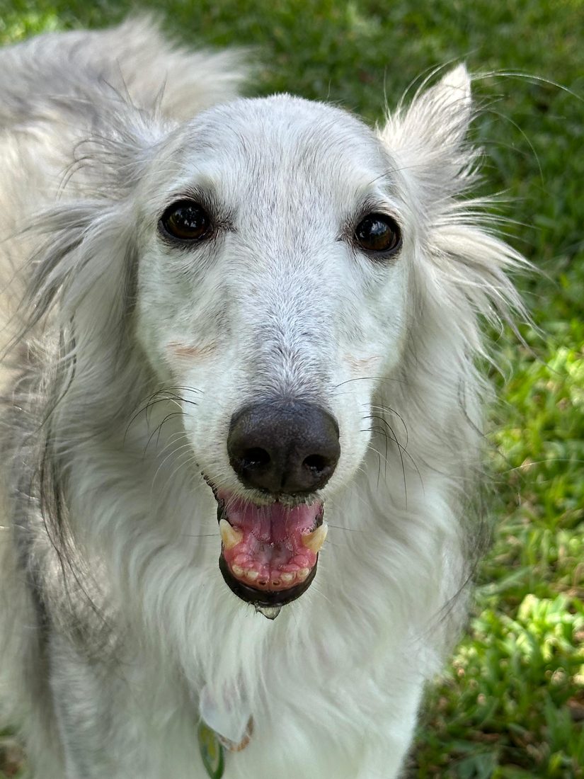 Dogs at The Caring Paws