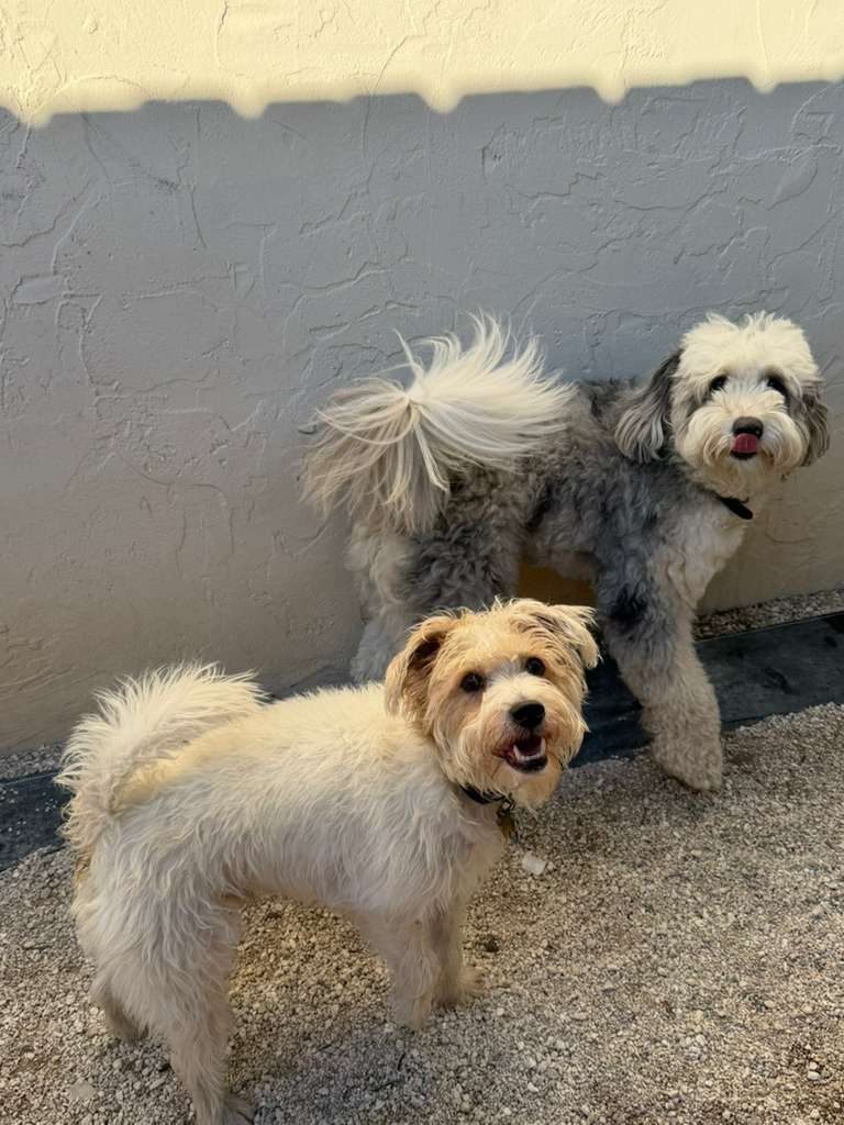 Dogs at The Caring Paws