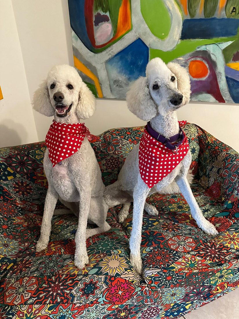 Dogs at The Caring Paws