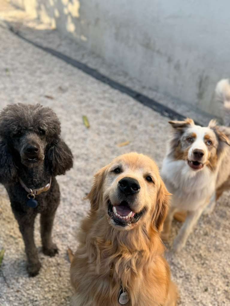Dogs at The Caring Paws