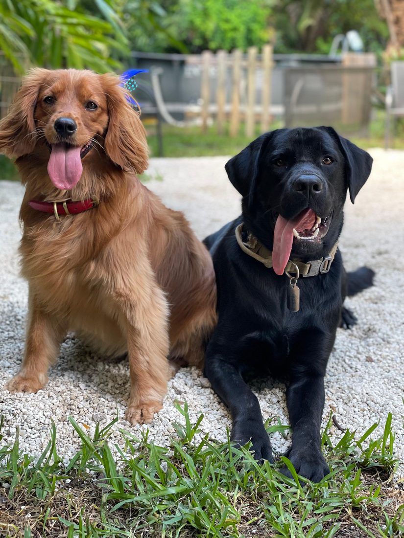 Dogs at The Caring Paws