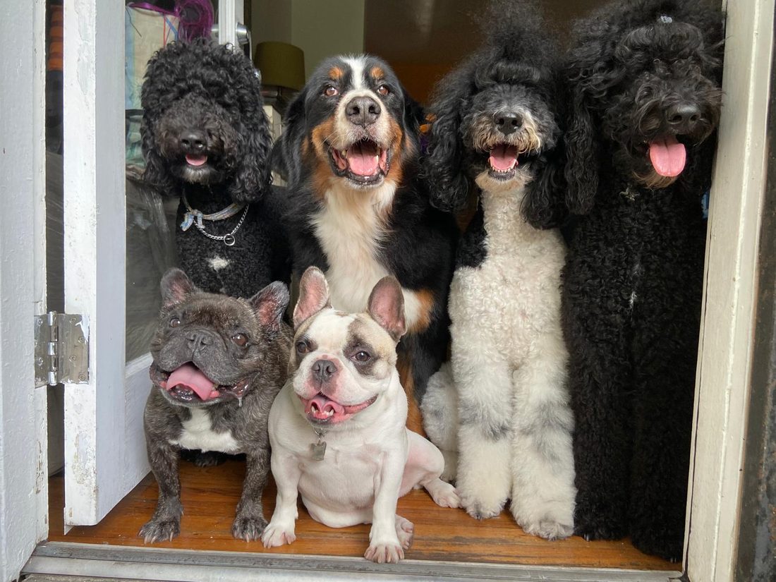 Dogs at The Caring Paws