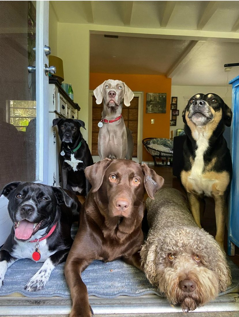 Dogs at The Caring Paws