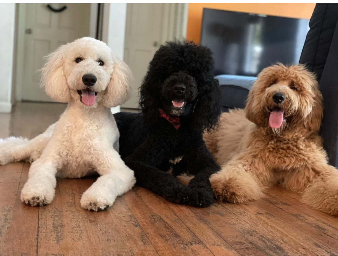 Dogs at The Caring Paws