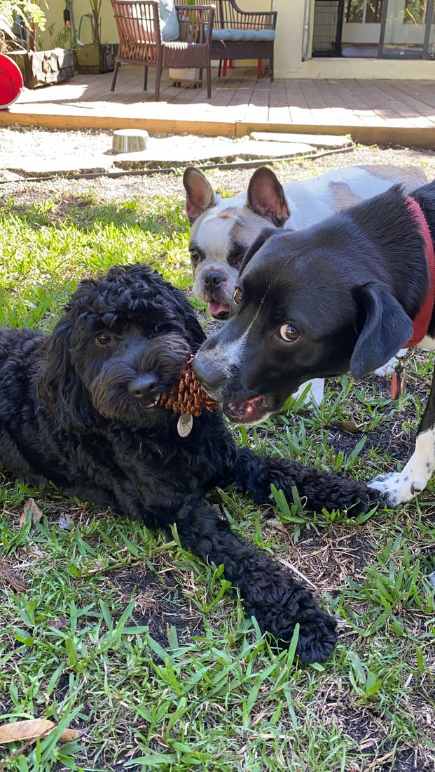 Dogs at The Caring Paws