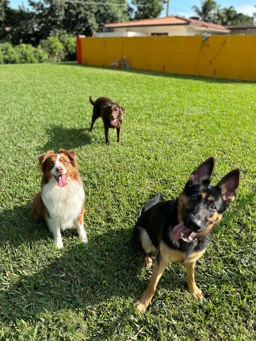 Dogs at The Caring Paws