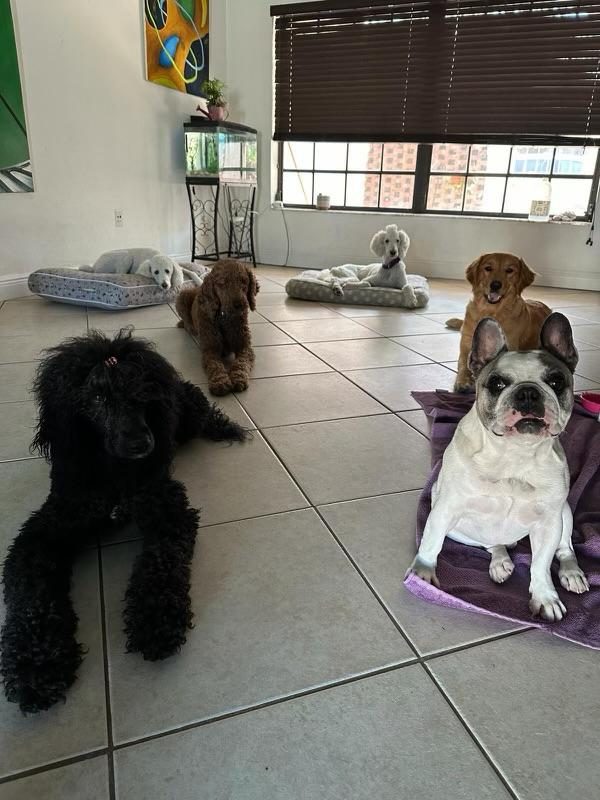 Dogs at The Caring Paws