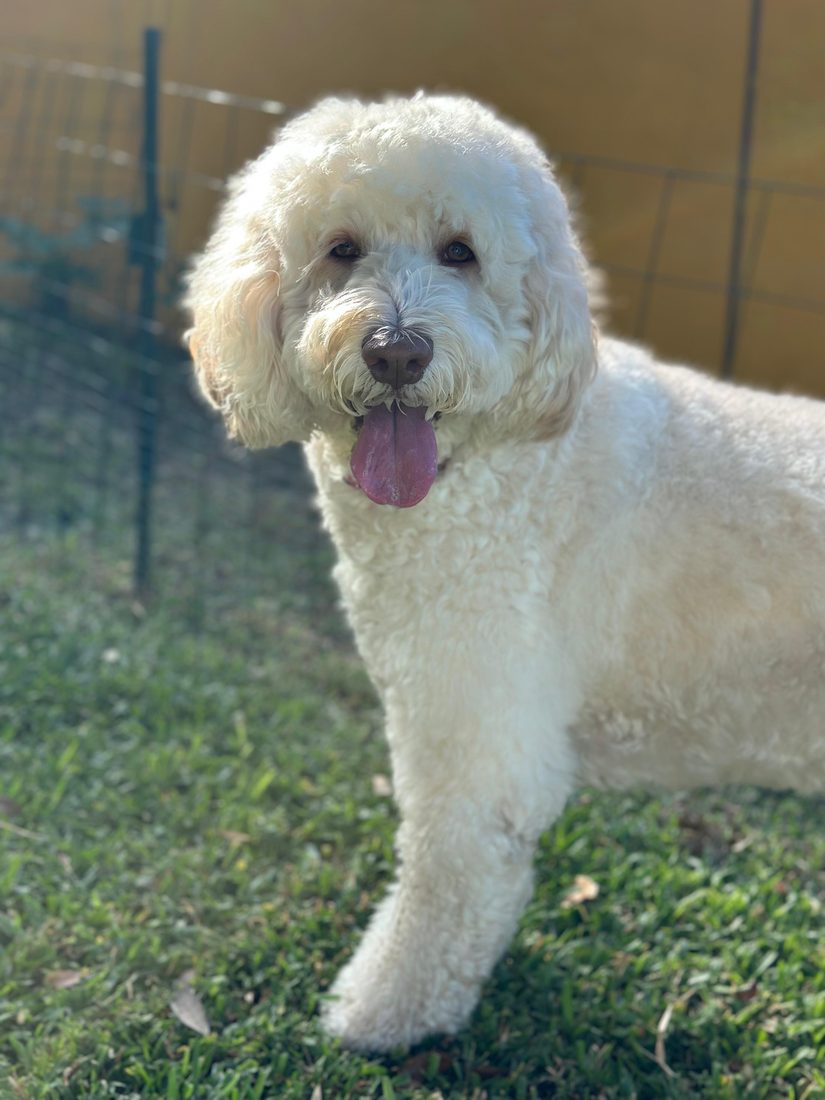 Dogs at The Caring Paws