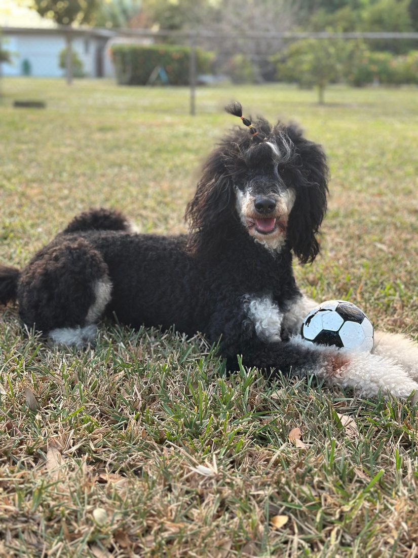 Dogs at The Caring Paws