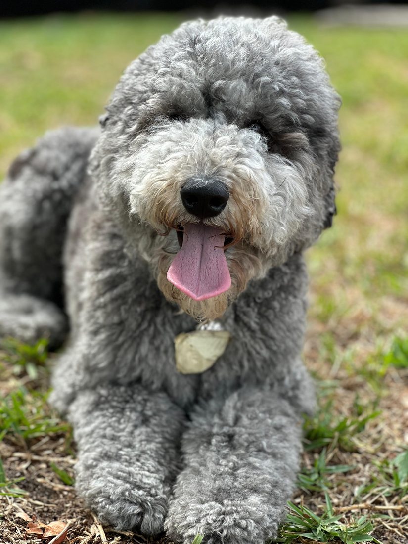 Dogs at The Caring Paws