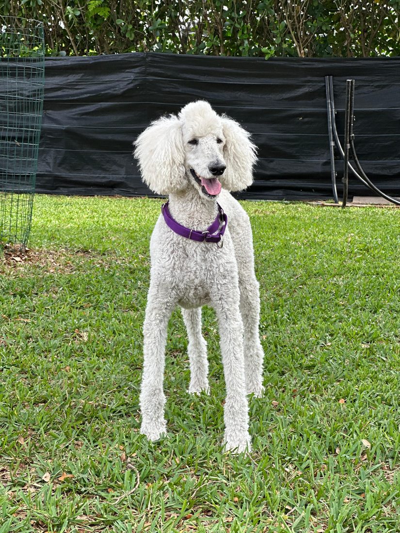 Dogs at The Caring Paws
