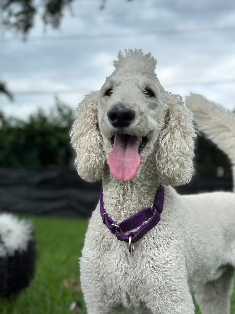 Dogs at The Caring Paws