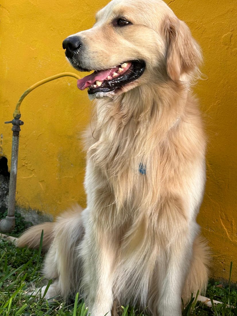 Dogs at The Caring Paws