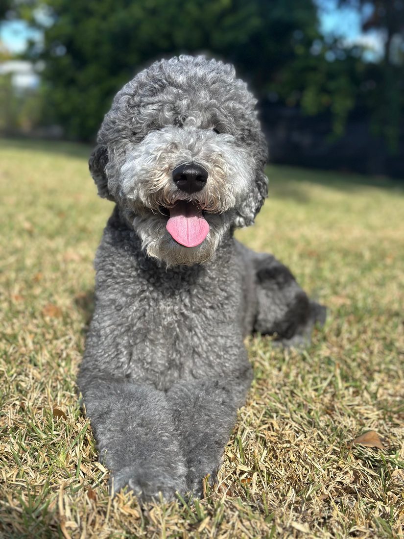 Dogs at The Caring Paws