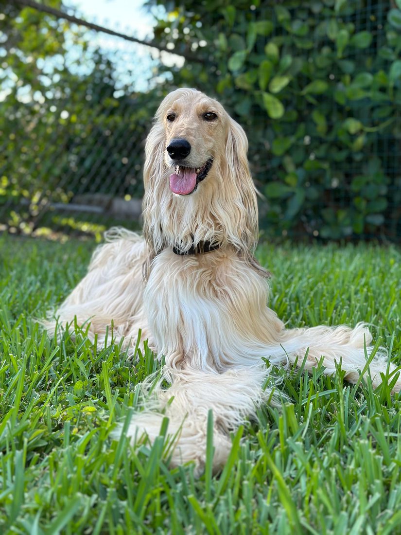 Dogs at The Caring Paws